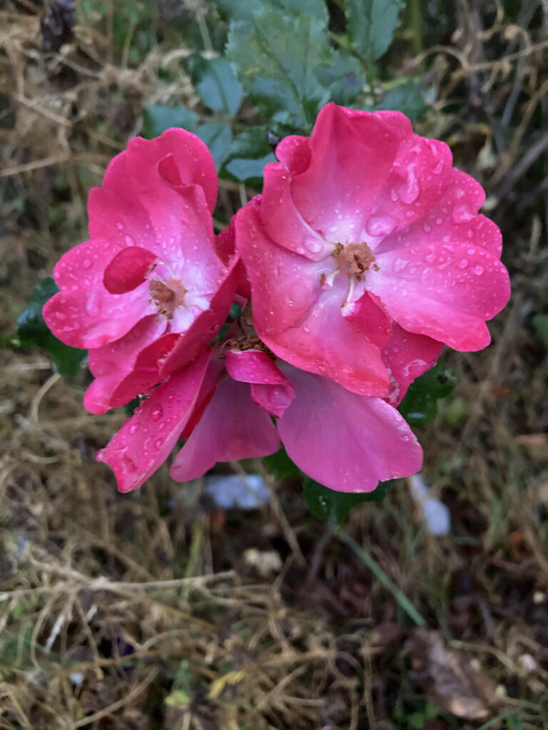 Roses & Raindrops