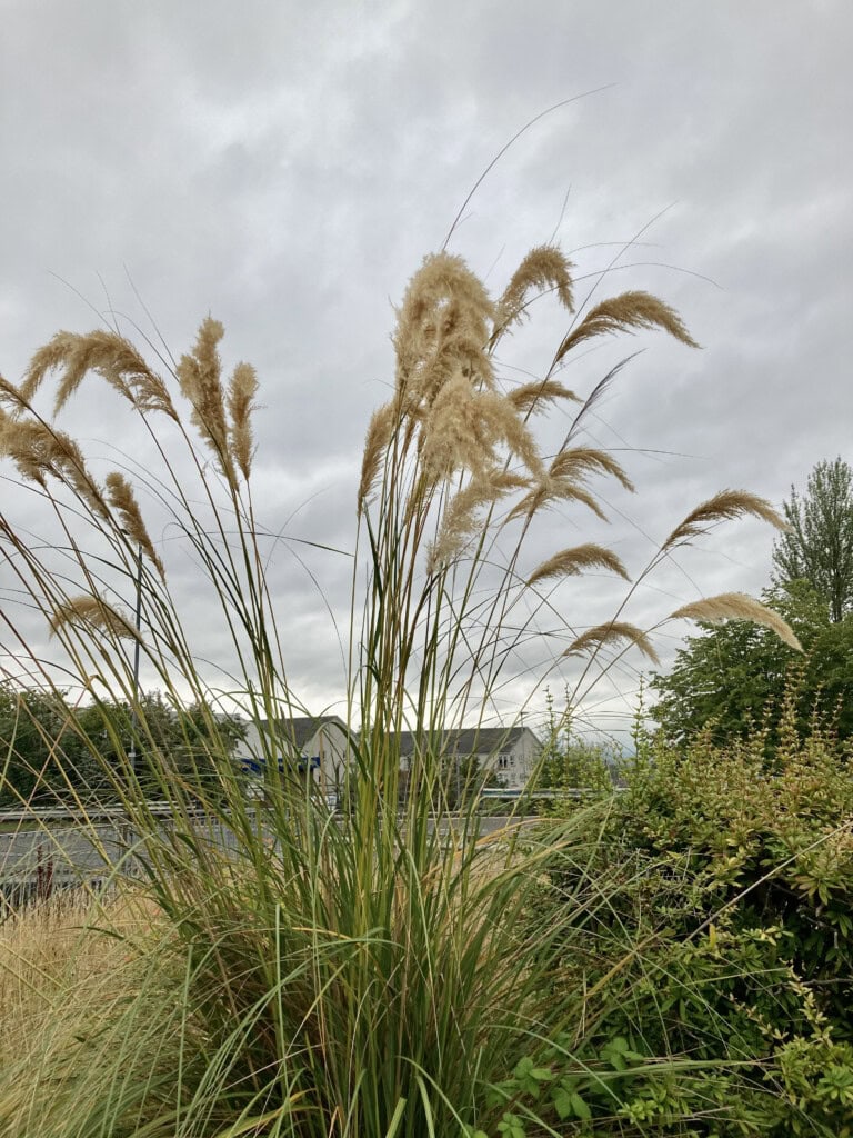 Tall grasses