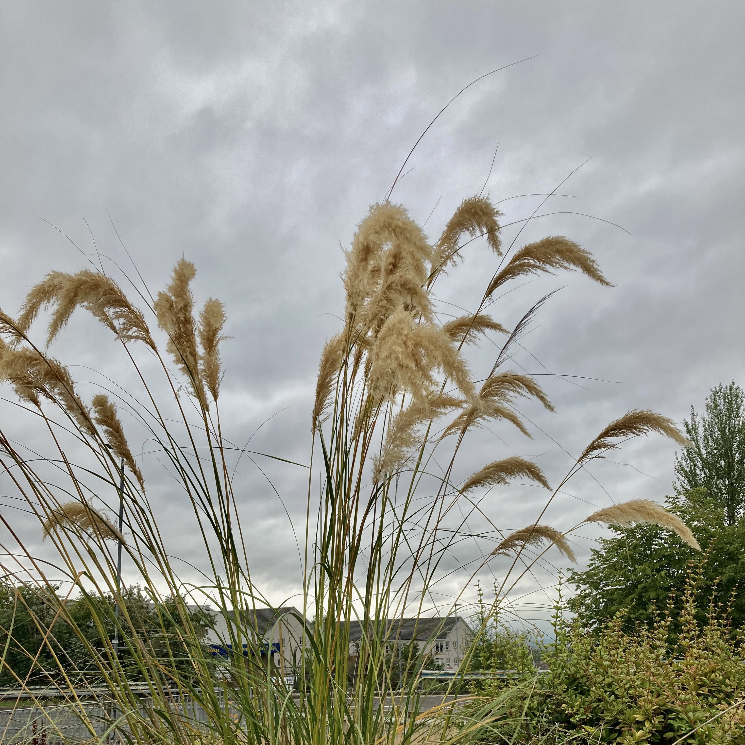 Tall Grasses — Cellpic Sunday