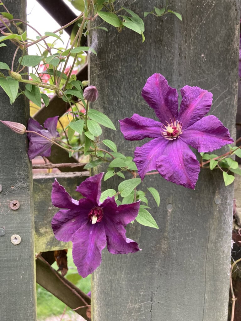 Purple Clematis
