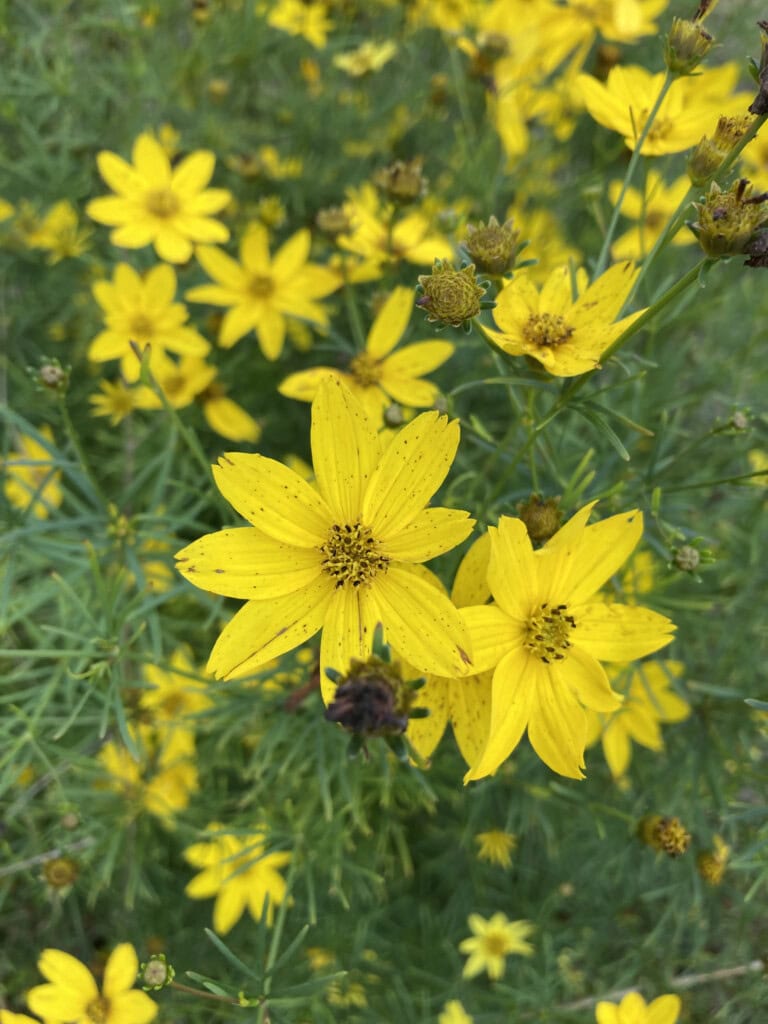 Woodland Sunflower