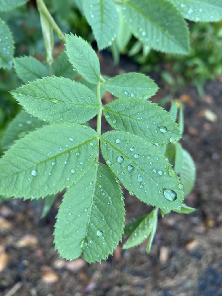 Raindrops on leafs
