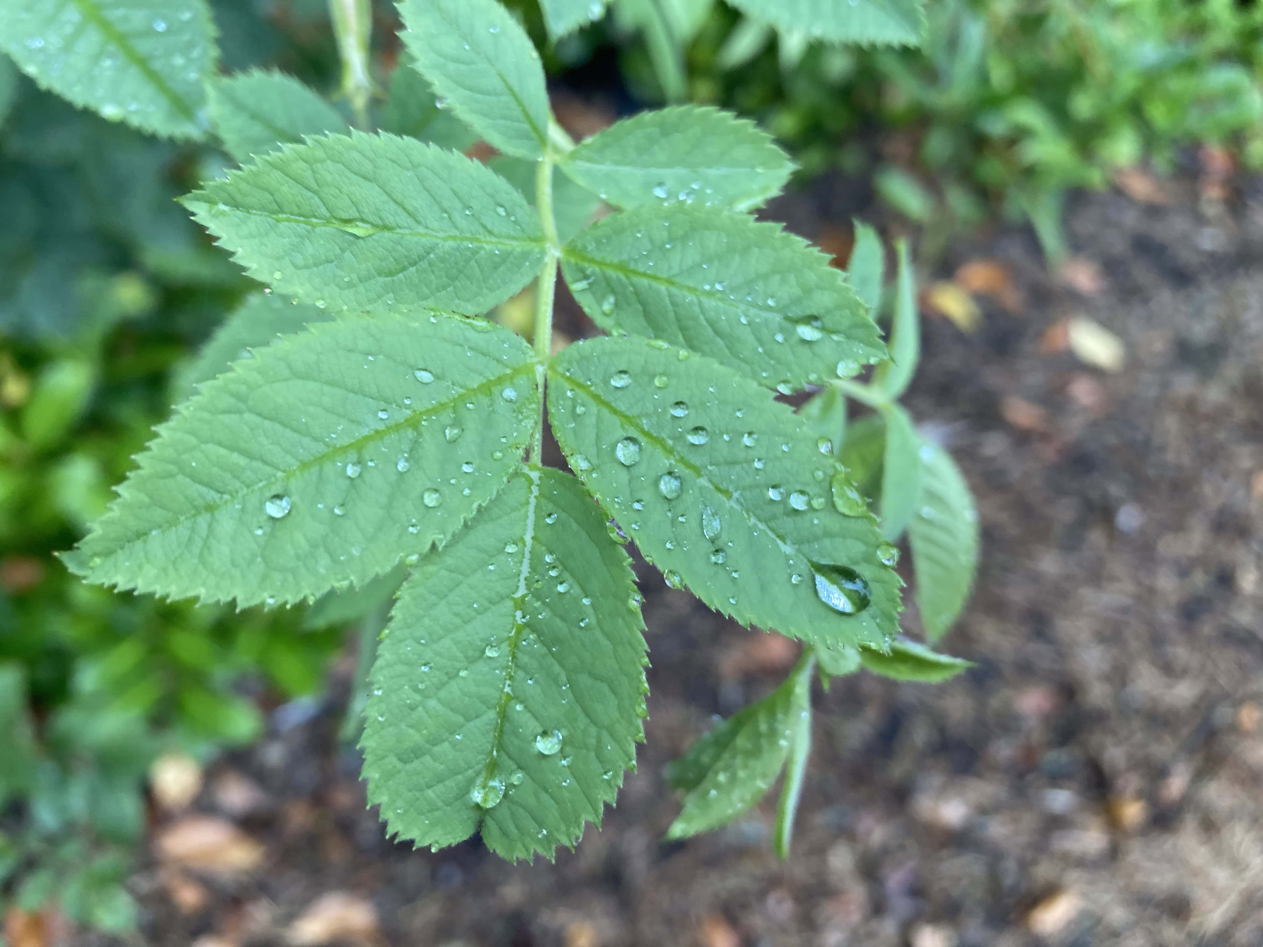 Raindrops on Leafs — FOTD Aug 25