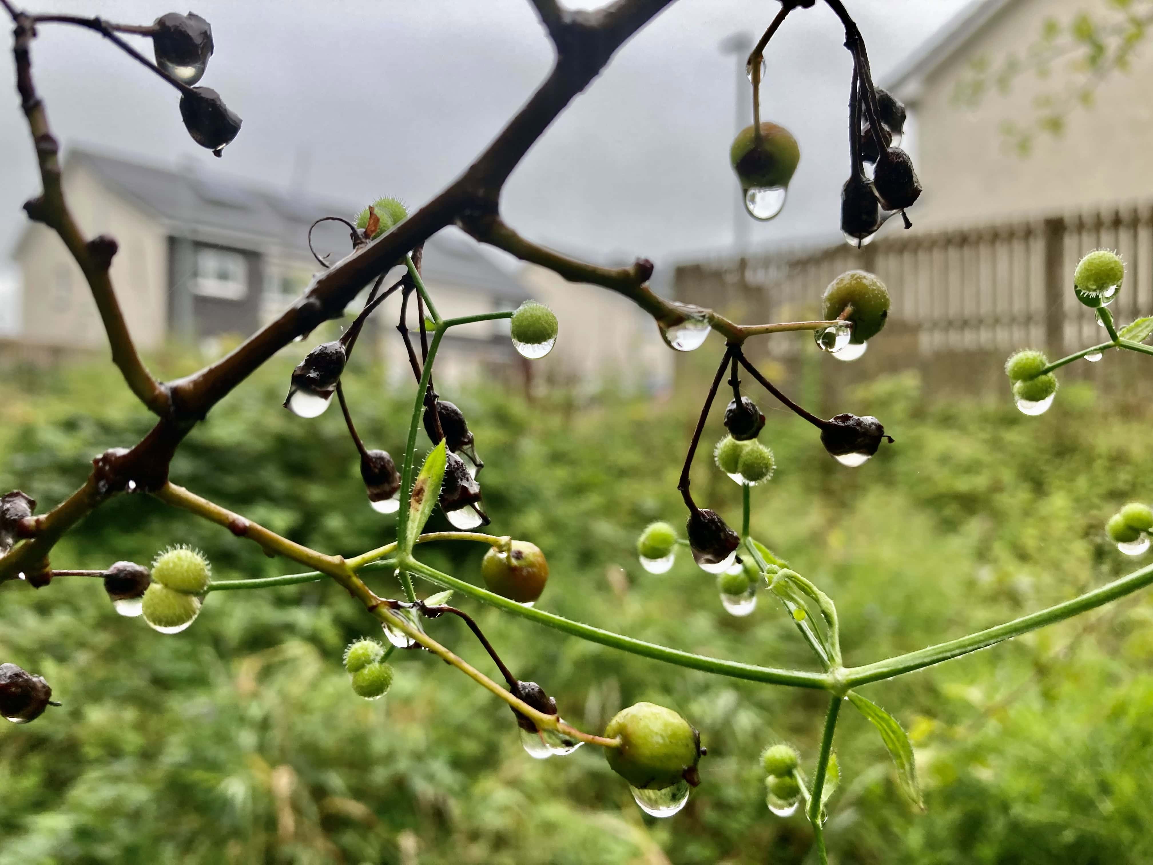 Raindrops on Berries — Cellpic Sunday
