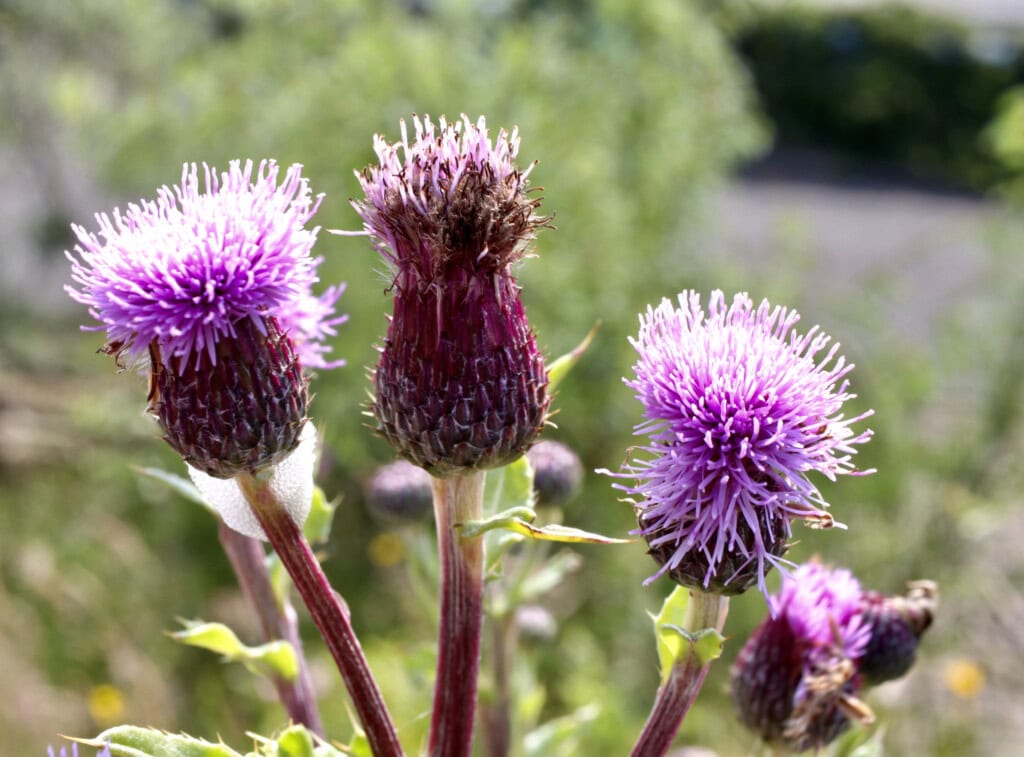 Creeping thistle