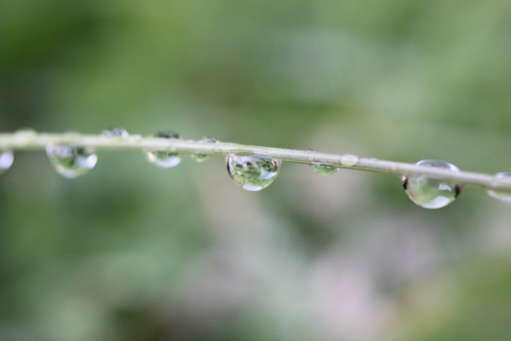 Raindrops on grass stem