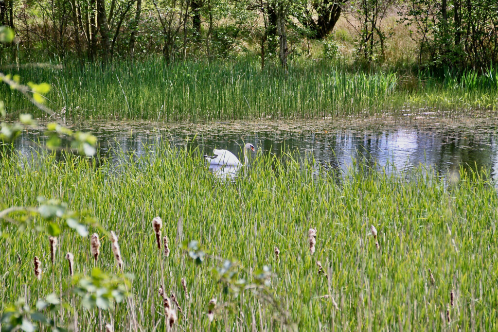 Swan on Broadwood Loch