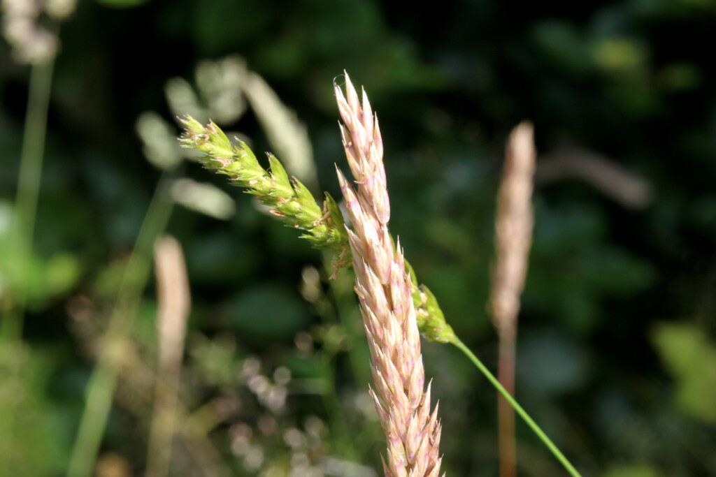 Grass heads