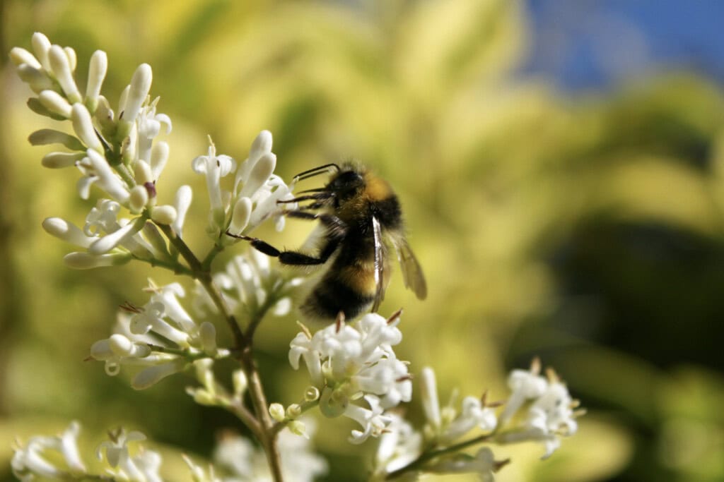 Bumble Bee on Hebe flowers