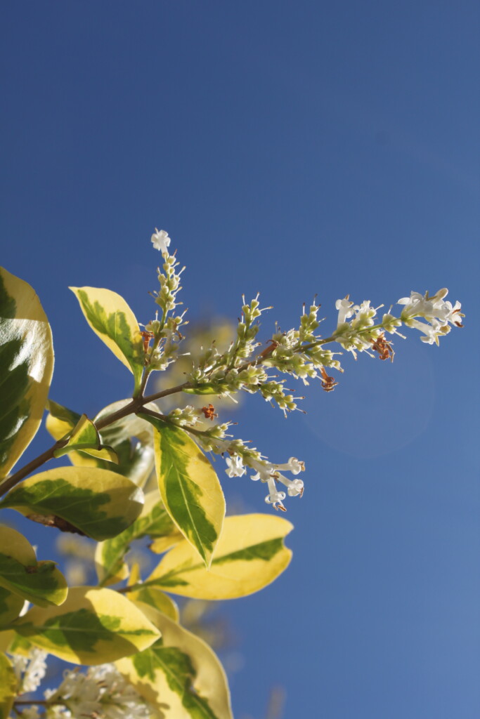 White hebe flowers