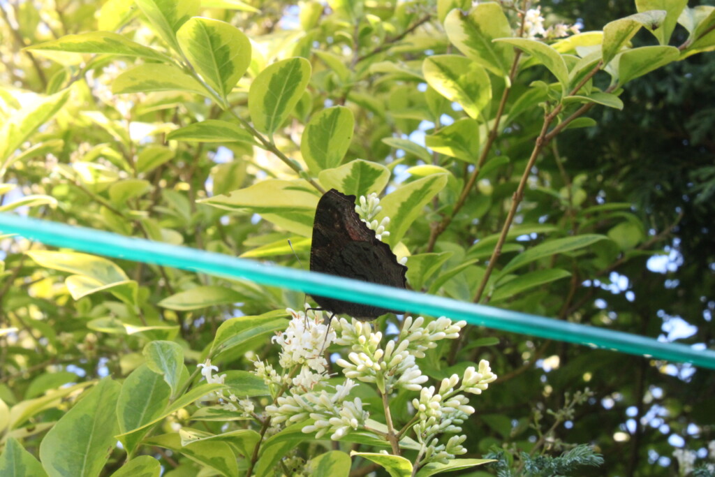 butterfly