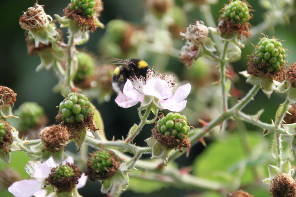 Bee on bramble flowers