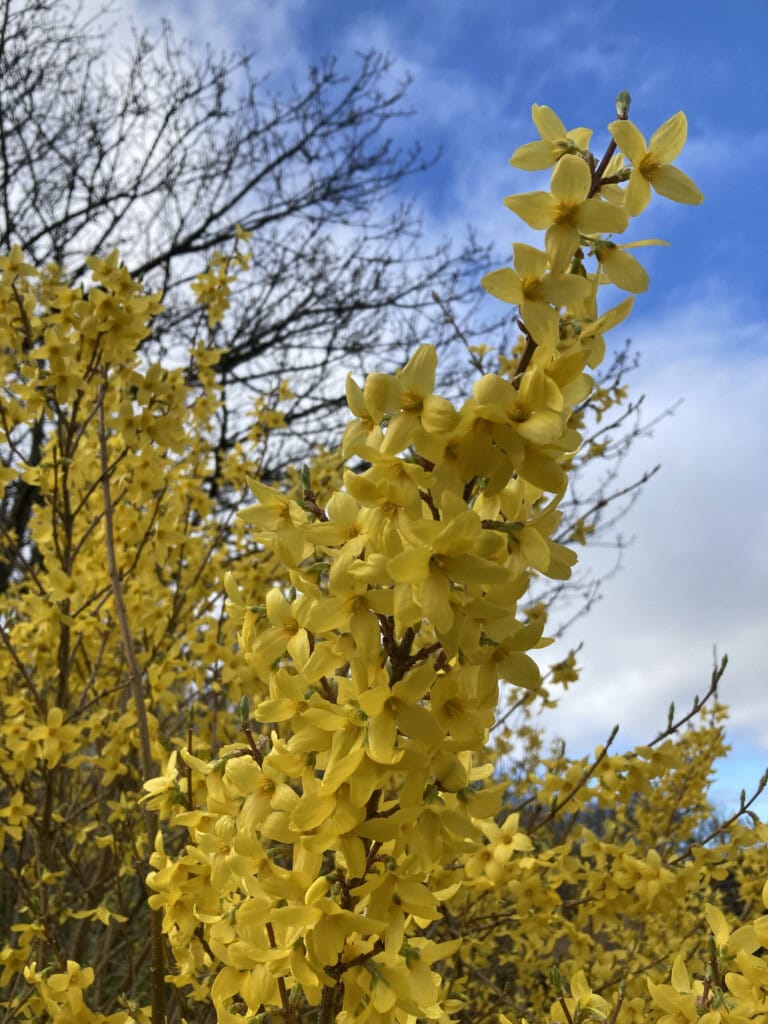 Golden Bell Forsythia