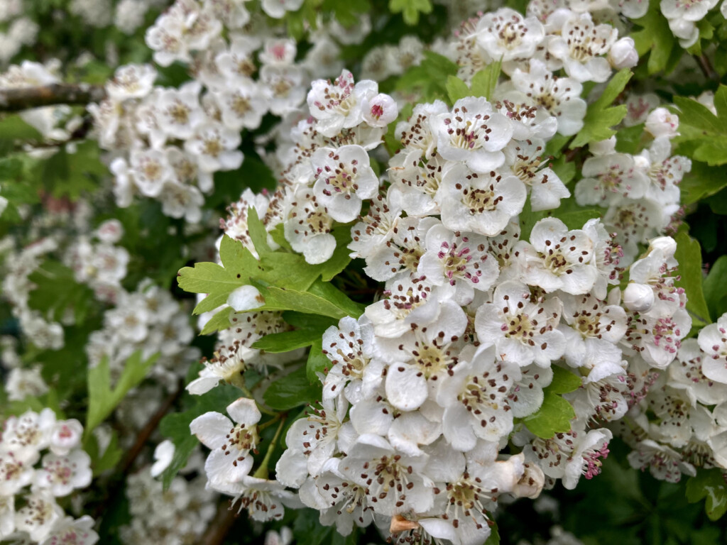 hawthorn