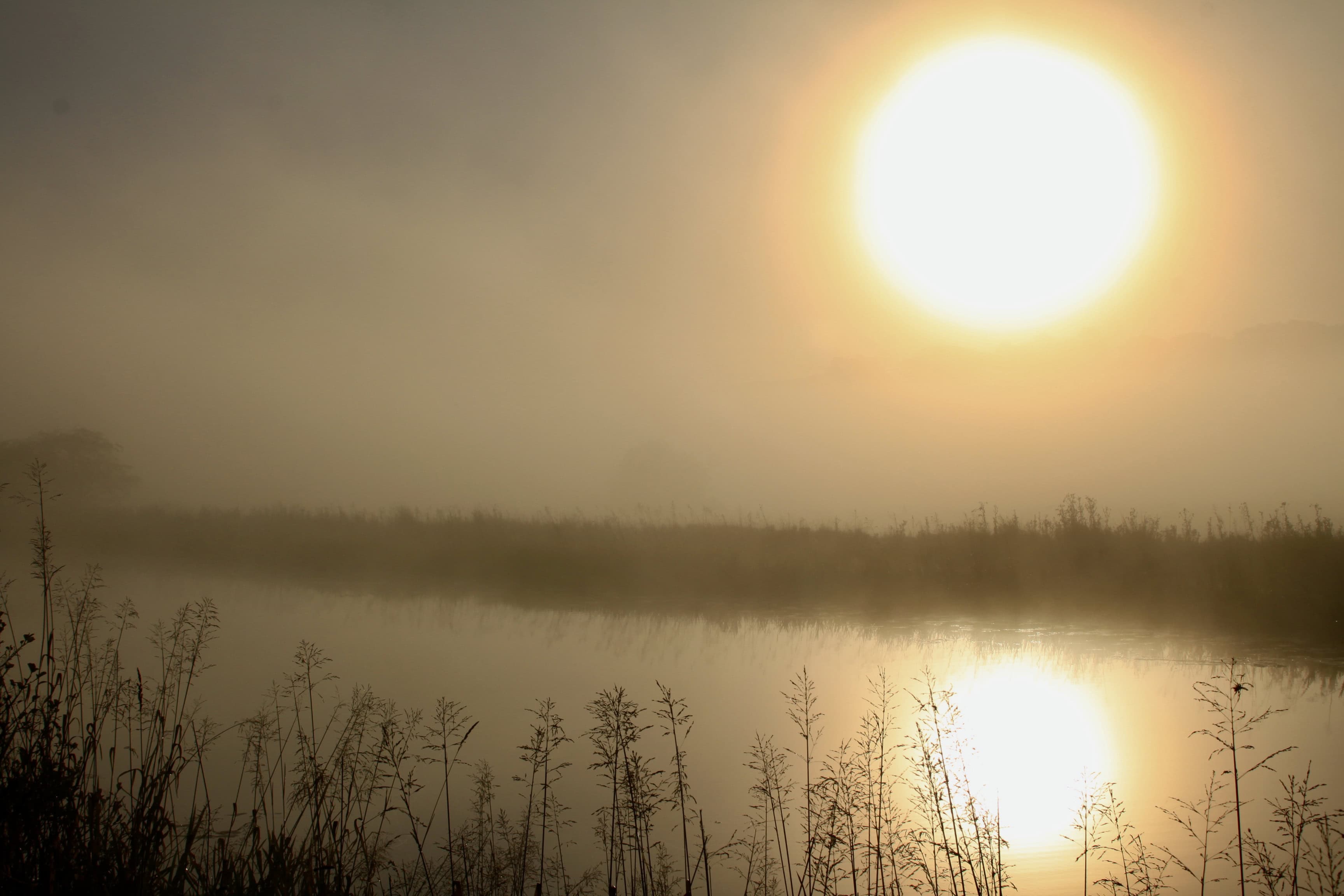 Shining Through the Fog — RDP