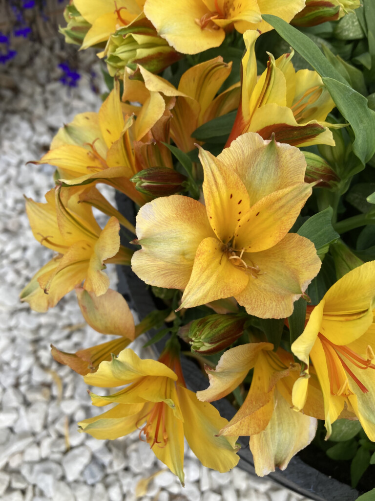 Yellow alstroemeria