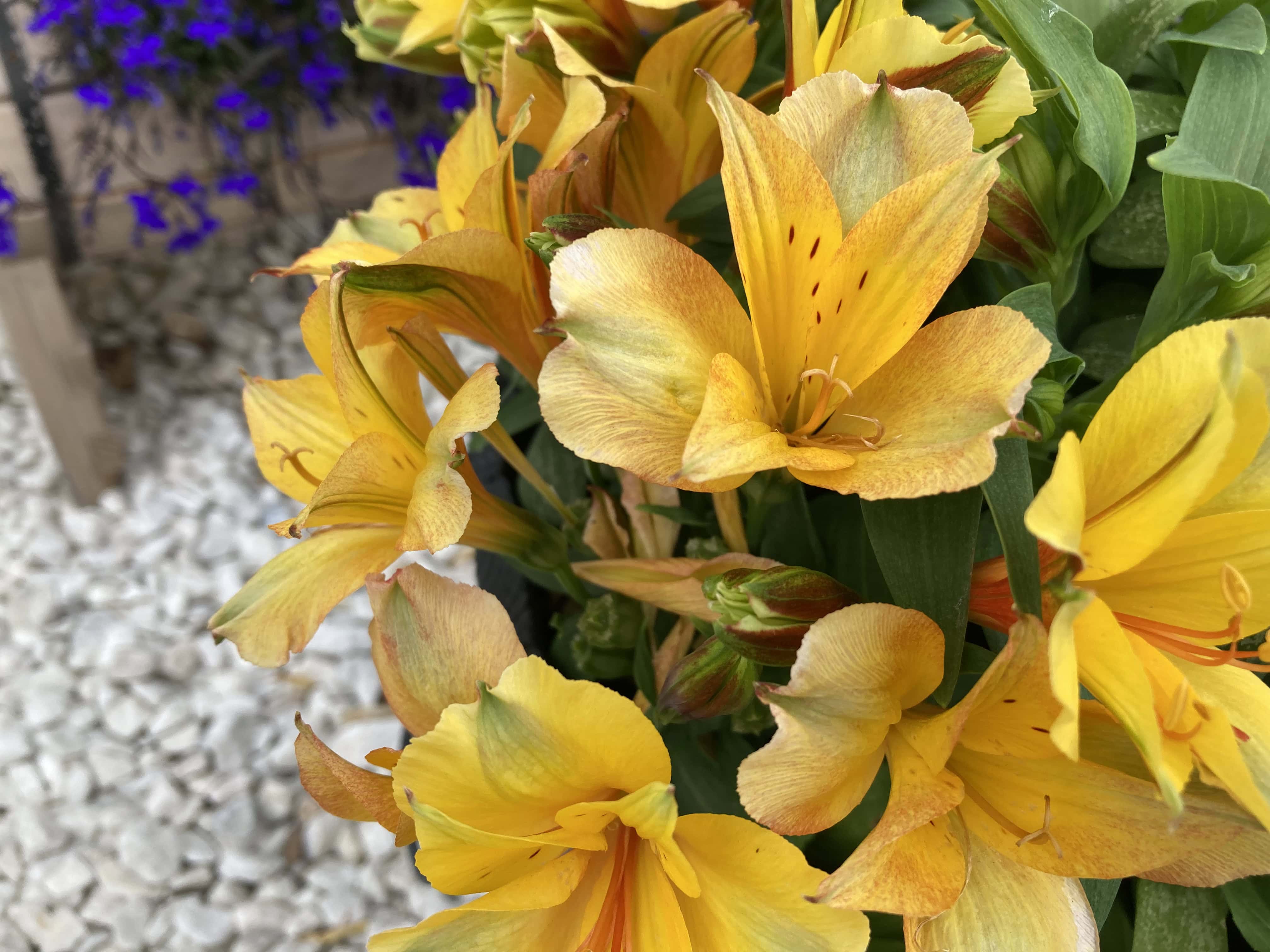 Alstroemeria — FOTD Sep 15