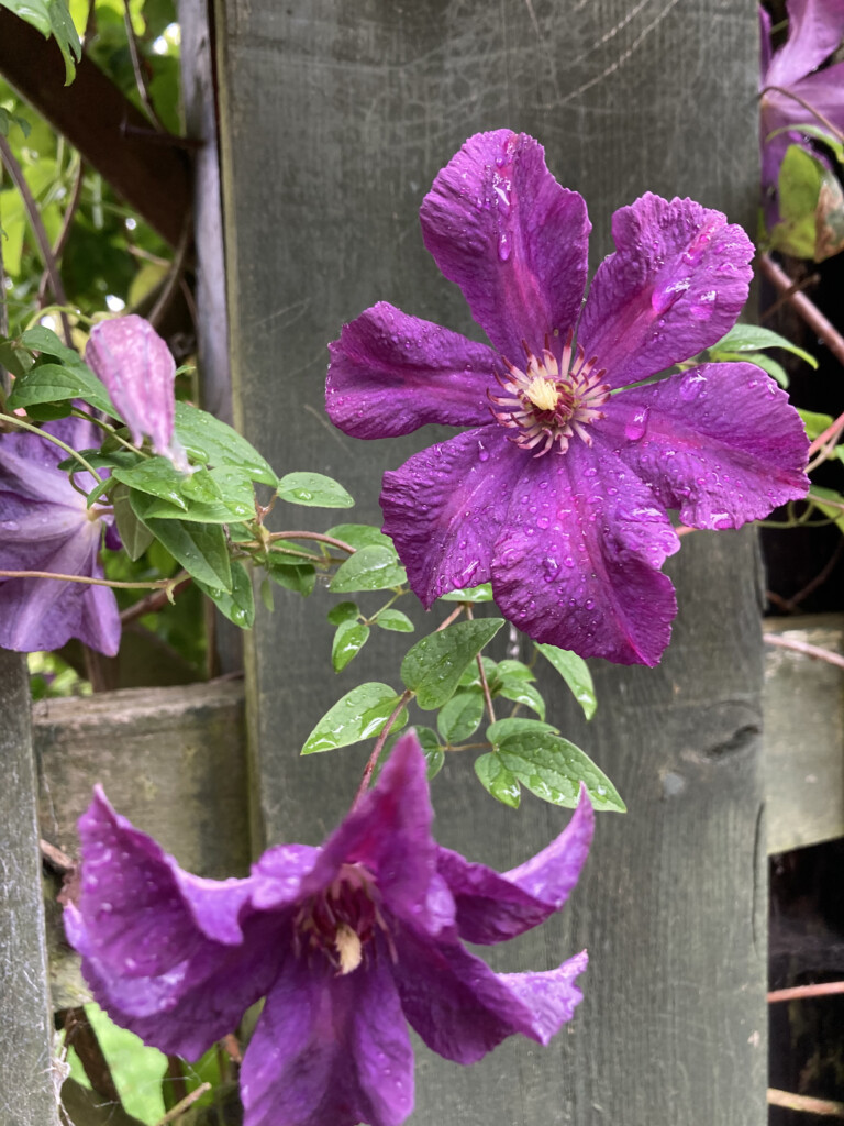 Clematis