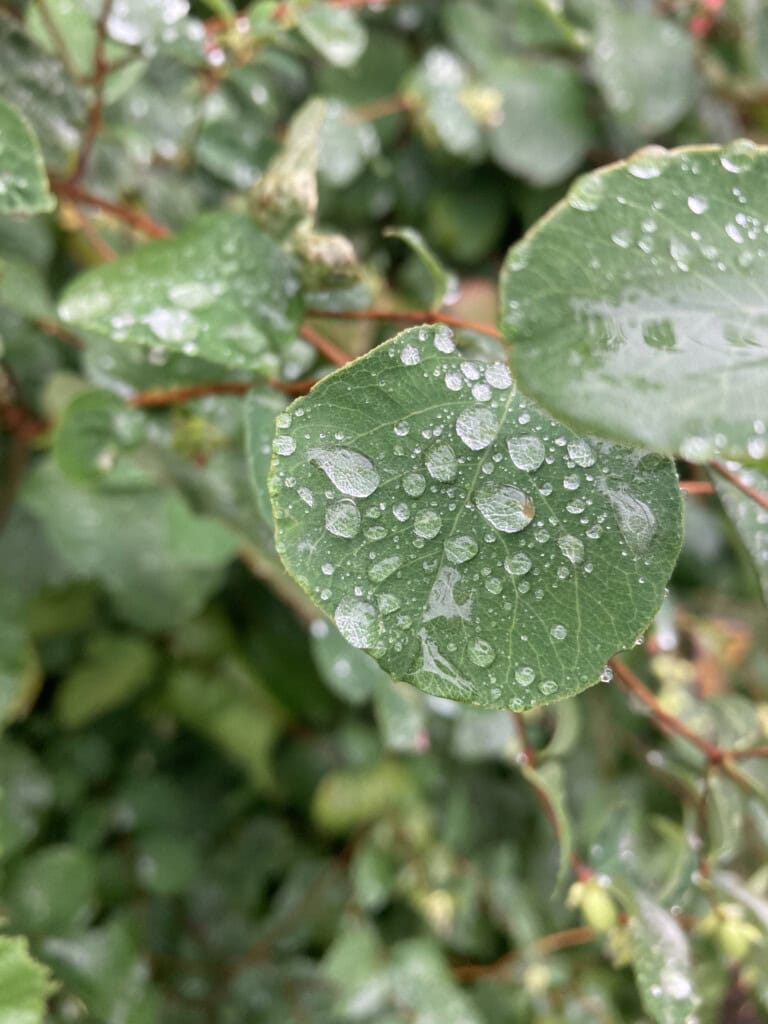 raindrops on leafs