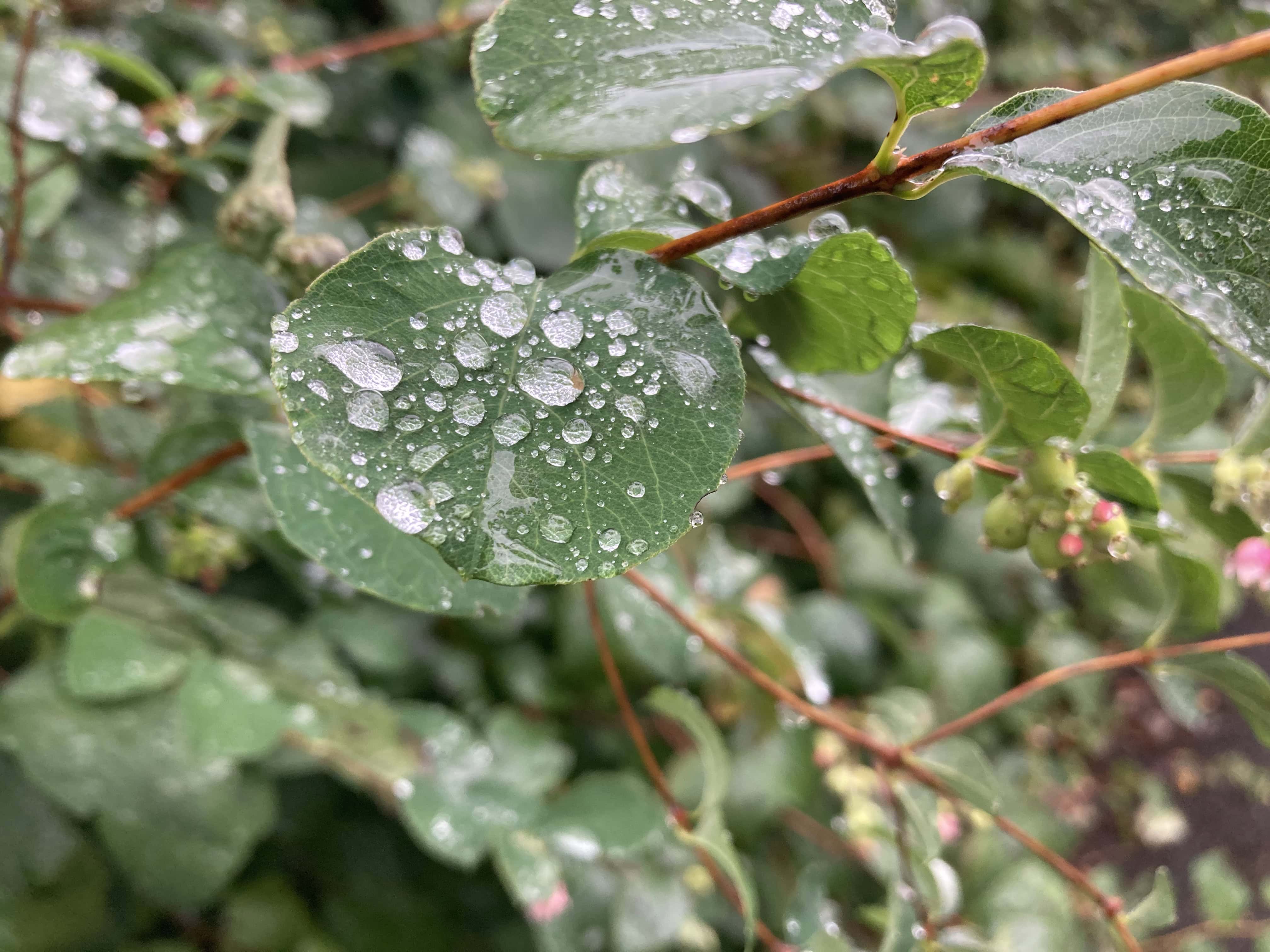 Raindrops on Leafs — Macro Monday Sep 12