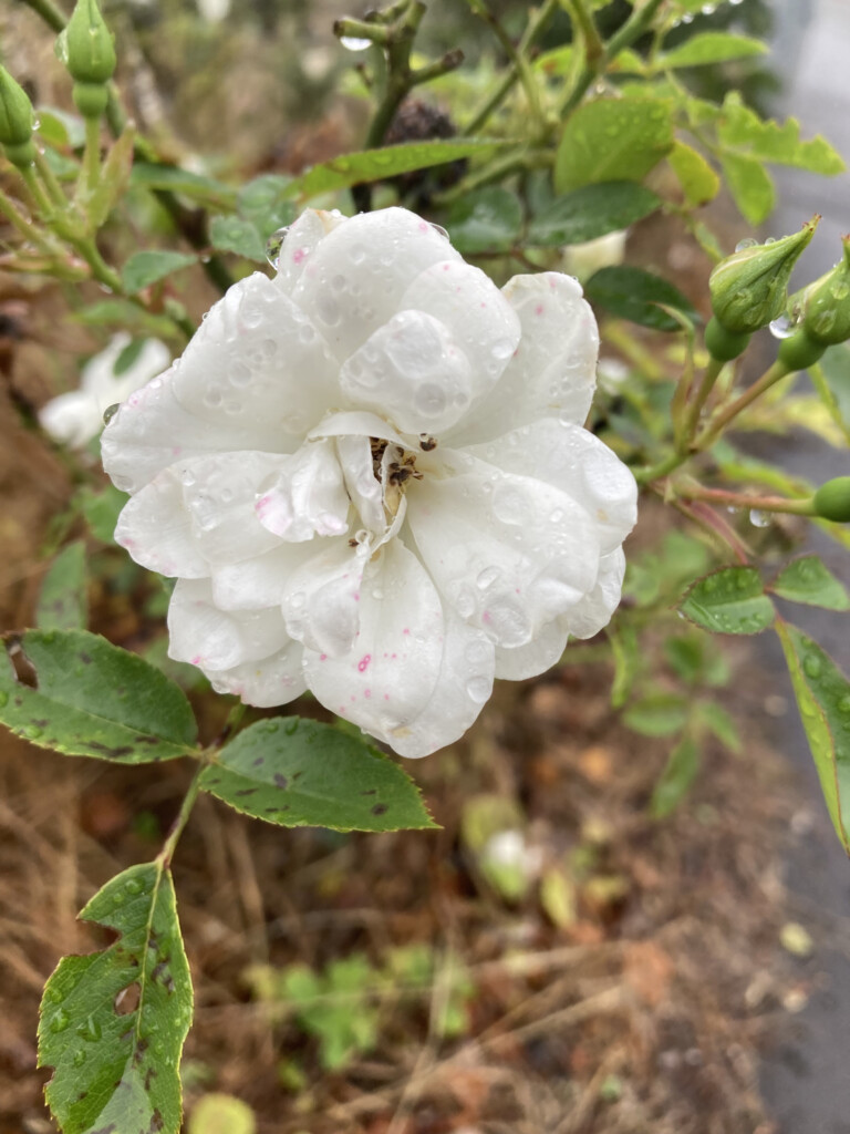 White rose