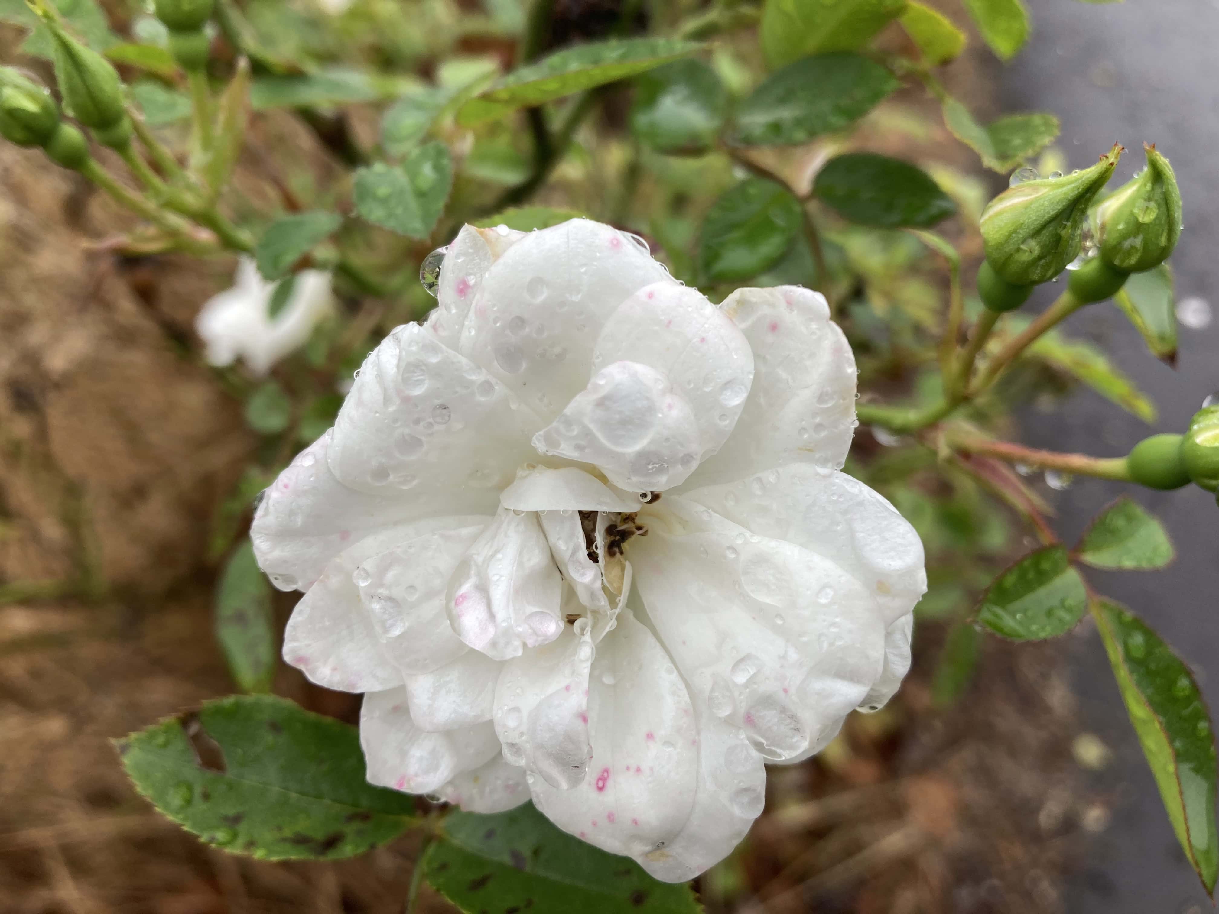White Rose & Raindrops — FOTD Sep 05
