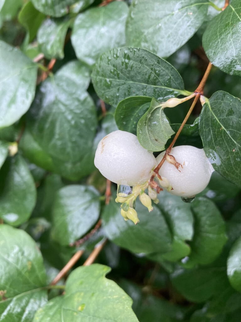 snowberries