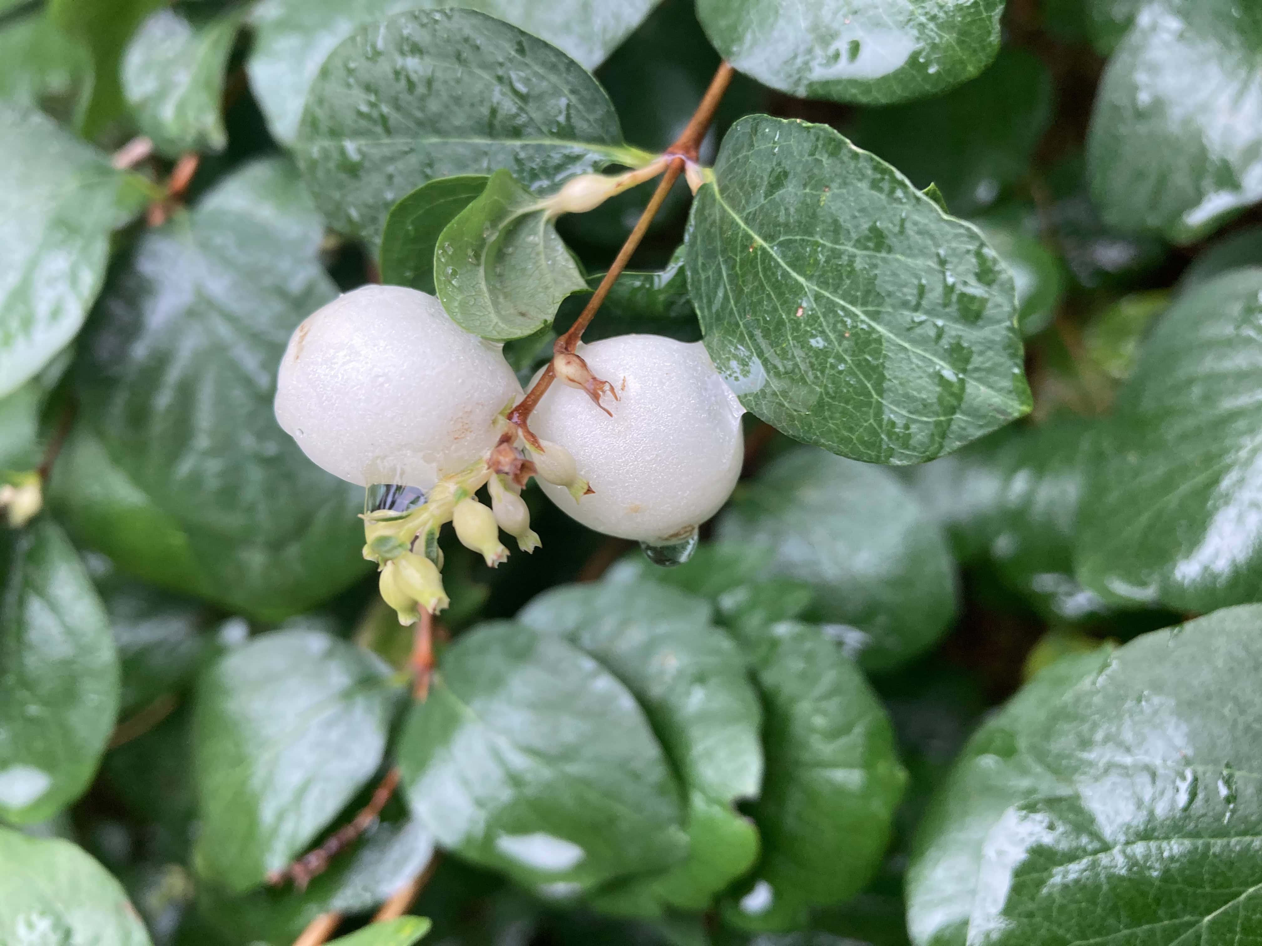 Snowberries — FOTD Sep 13