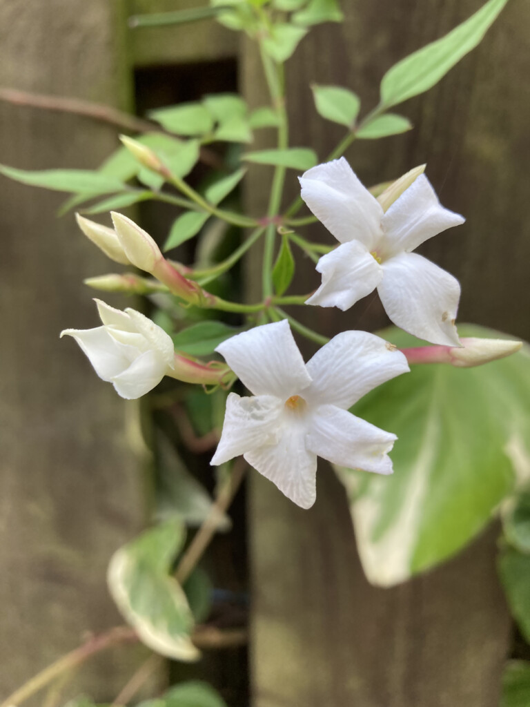 Star jasmine