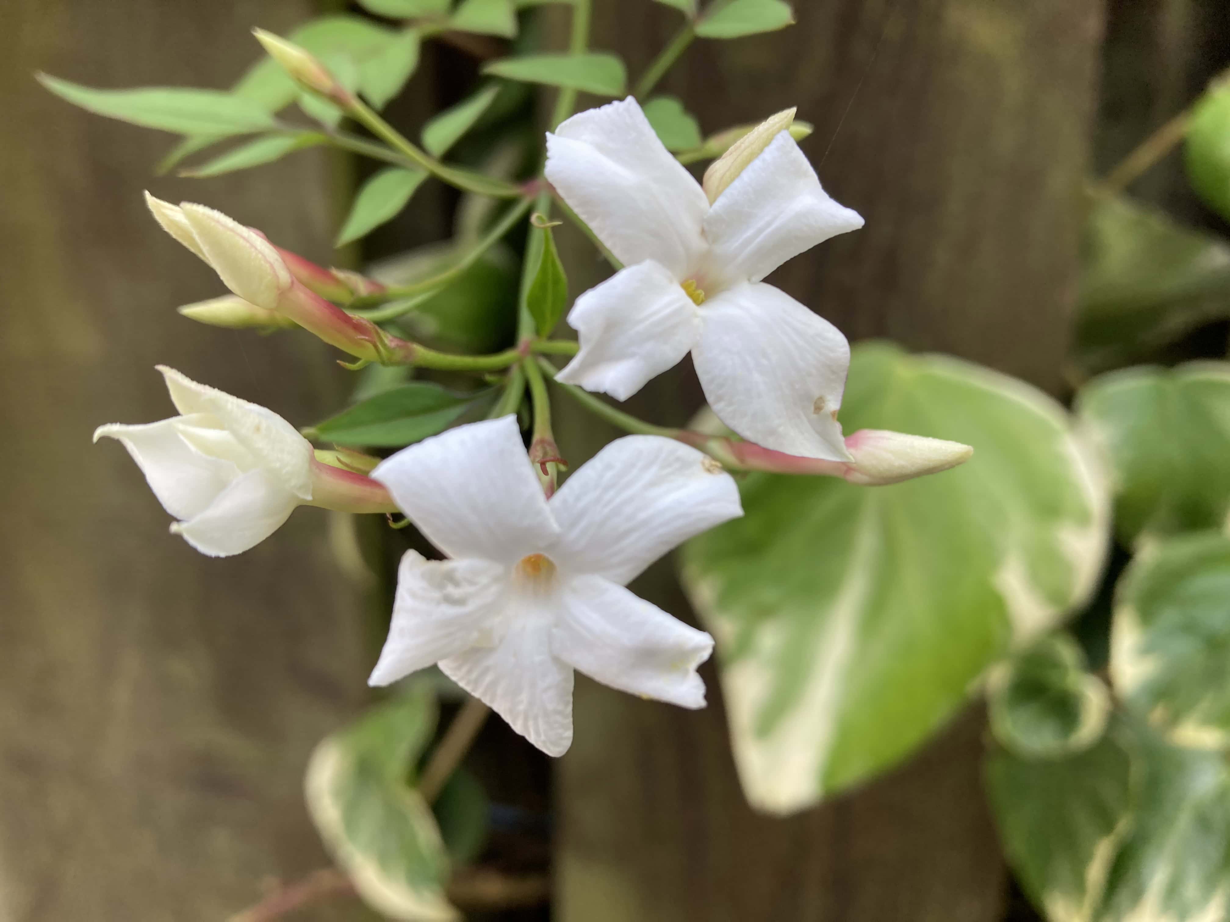 Jasmine — FOTD Sep 24