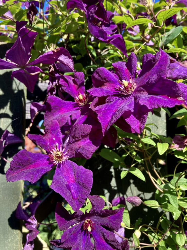 clematis