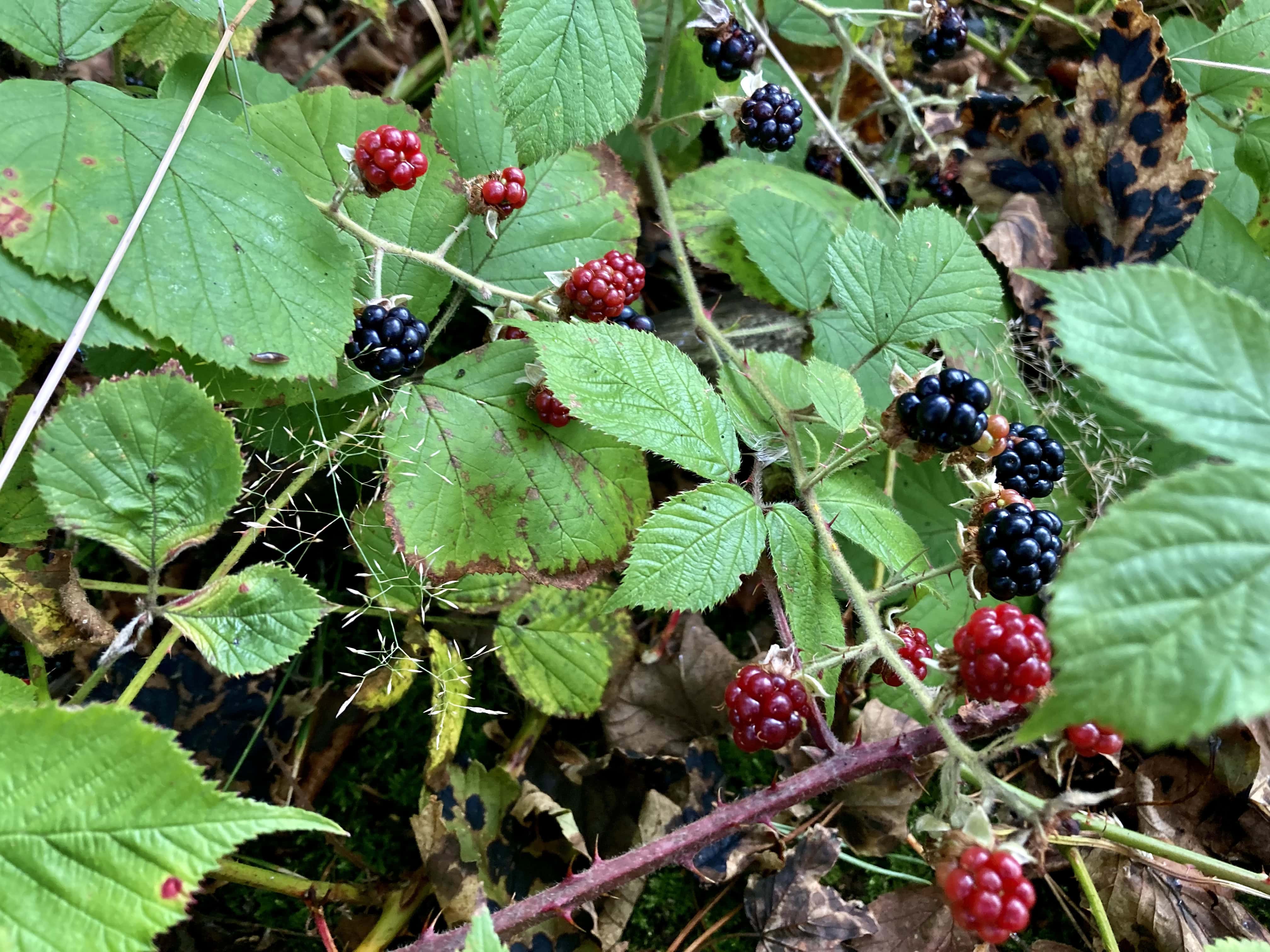 A Very Short Walk — CFFC
