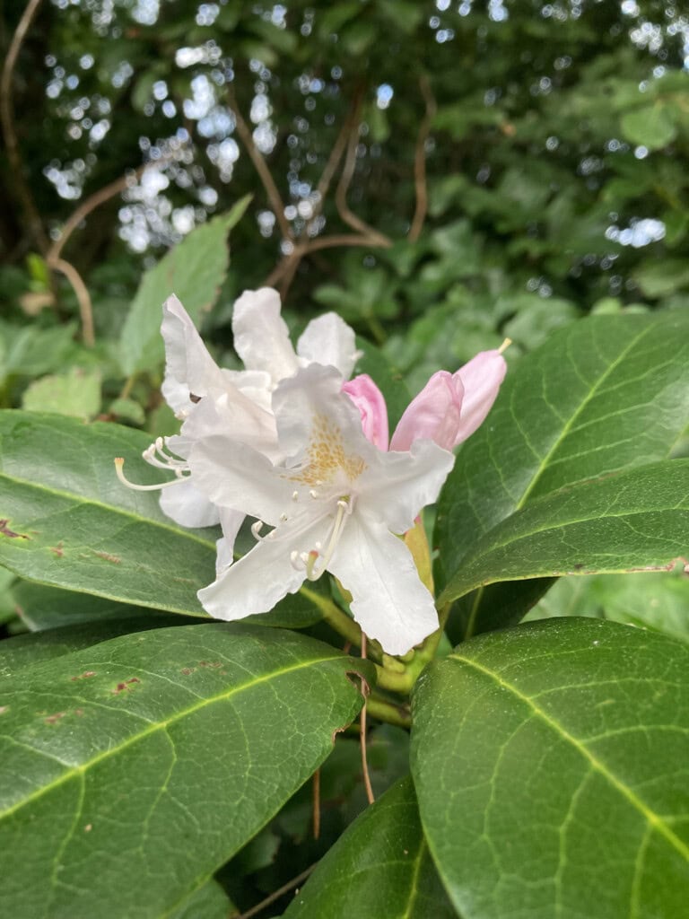 Rhododendron