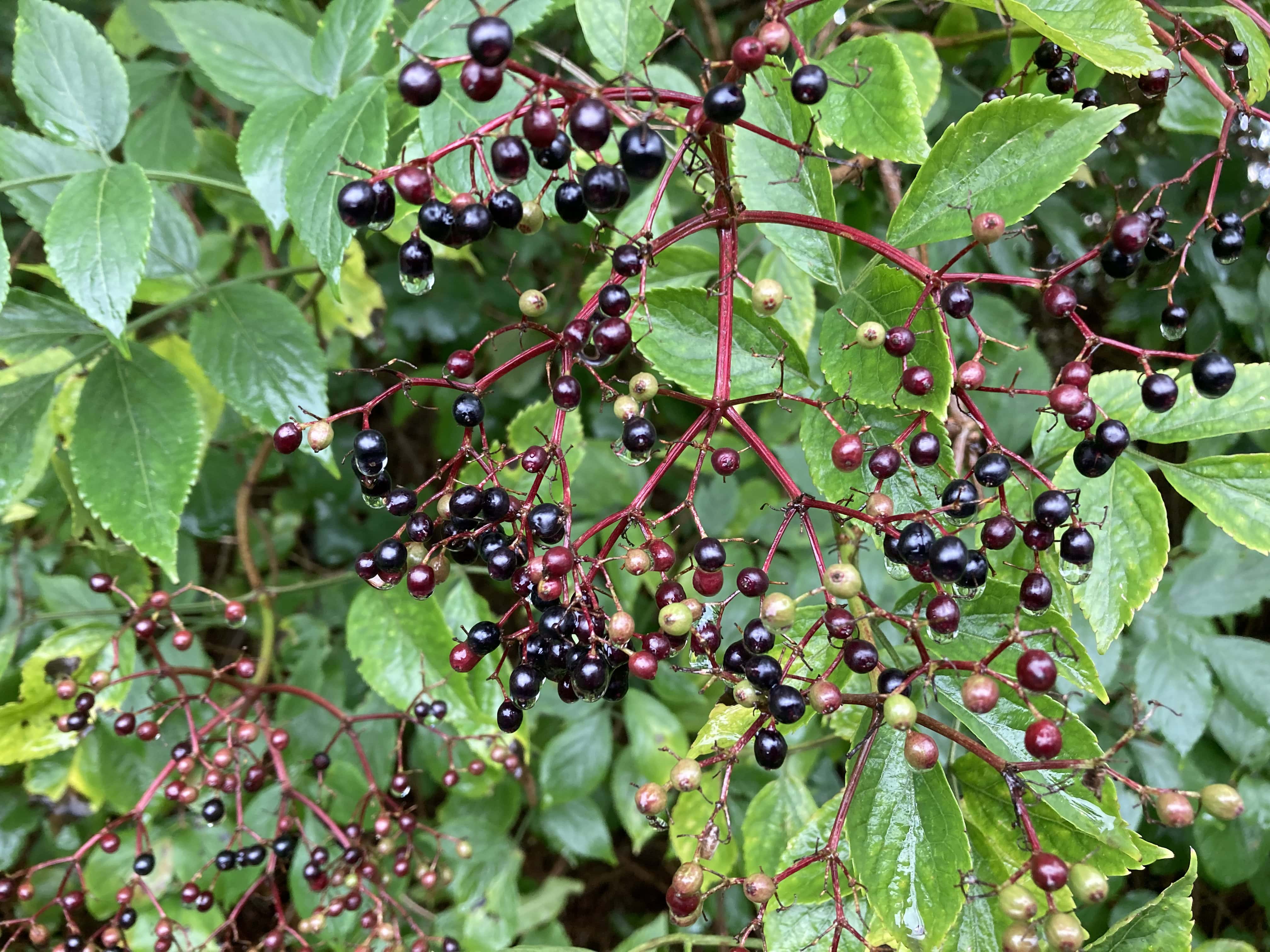 Elderberries in the Rain — Cellpic Sunday