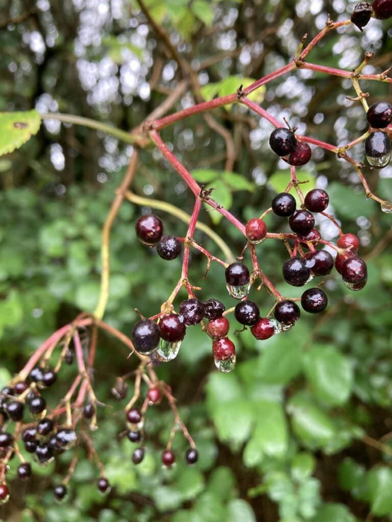 Elderberries