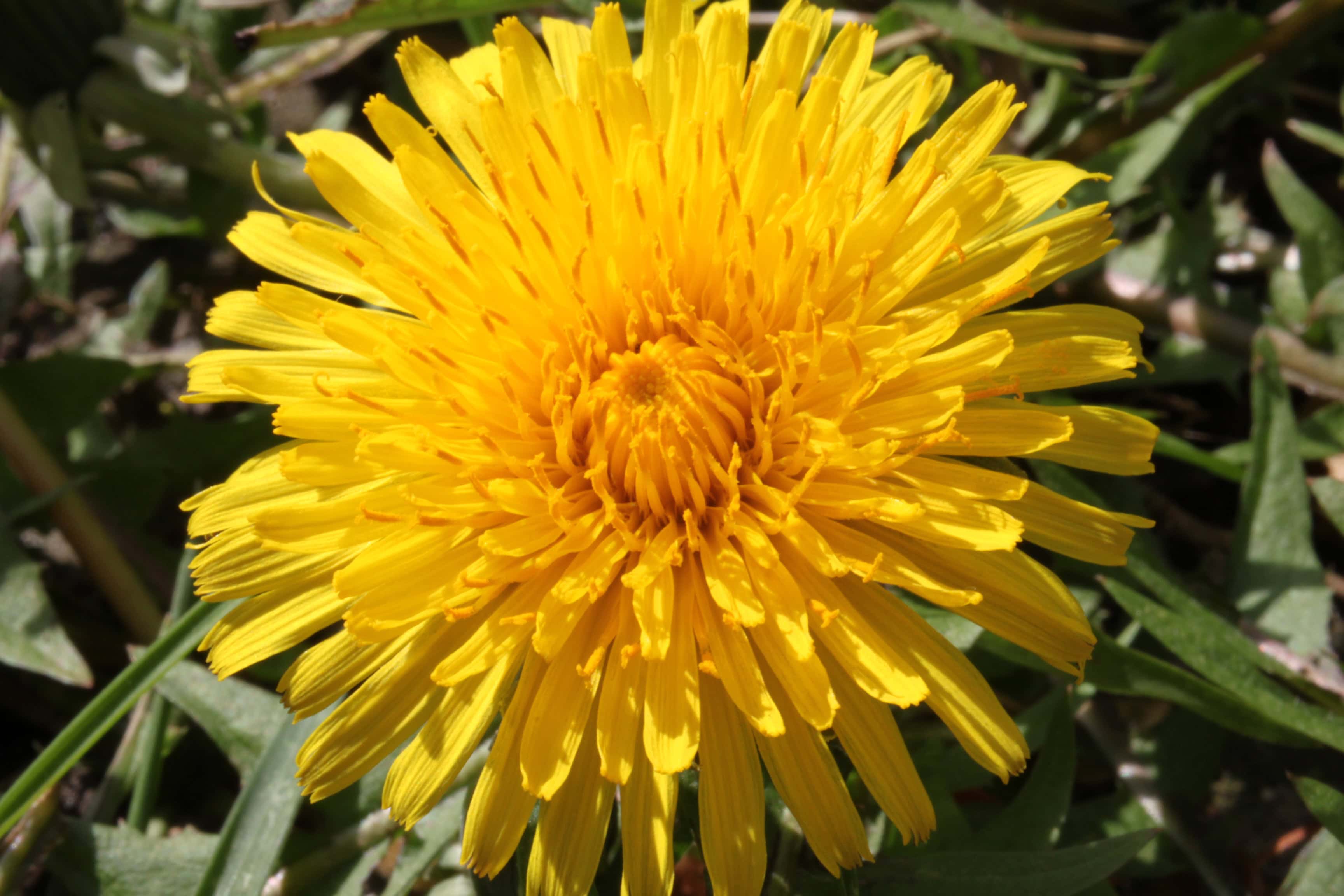 Daisies, Daffodils & Dandelions — FOTD Sep 18