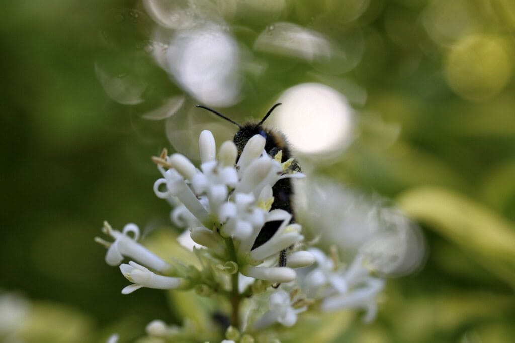 Hiding bee