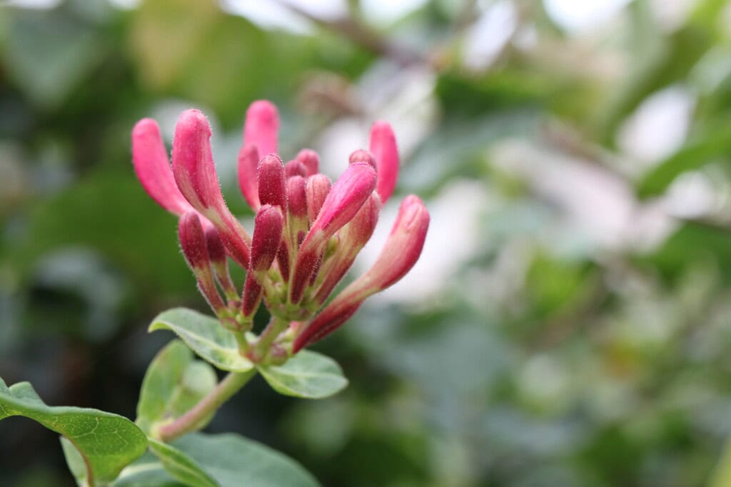 Honeysuckle buds