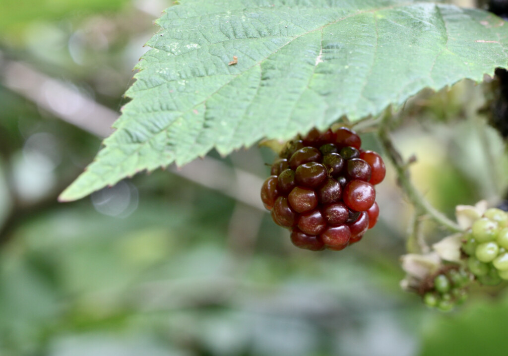 bramble