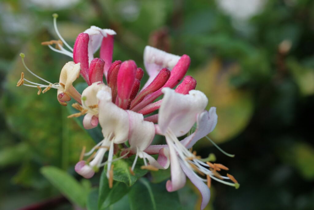 Honeysuckle