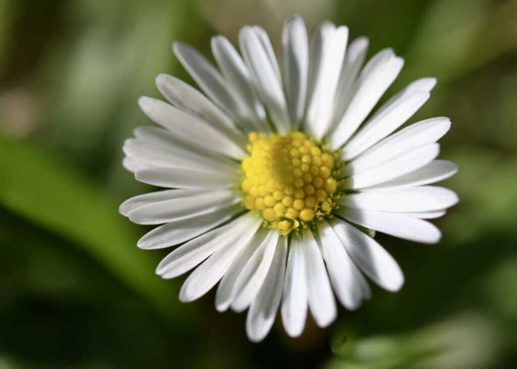 Daisy