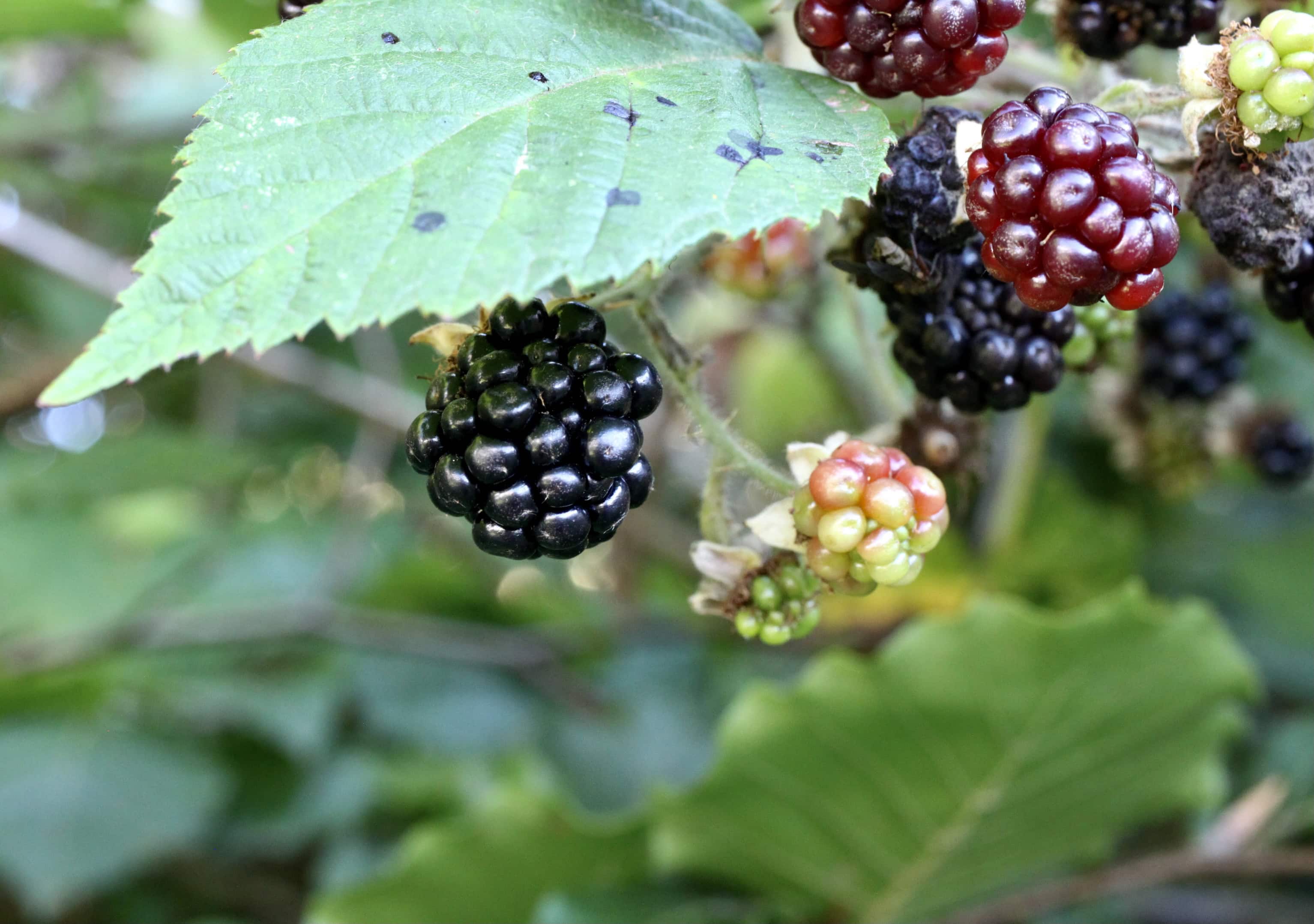 And a Week Later, It Ripens
