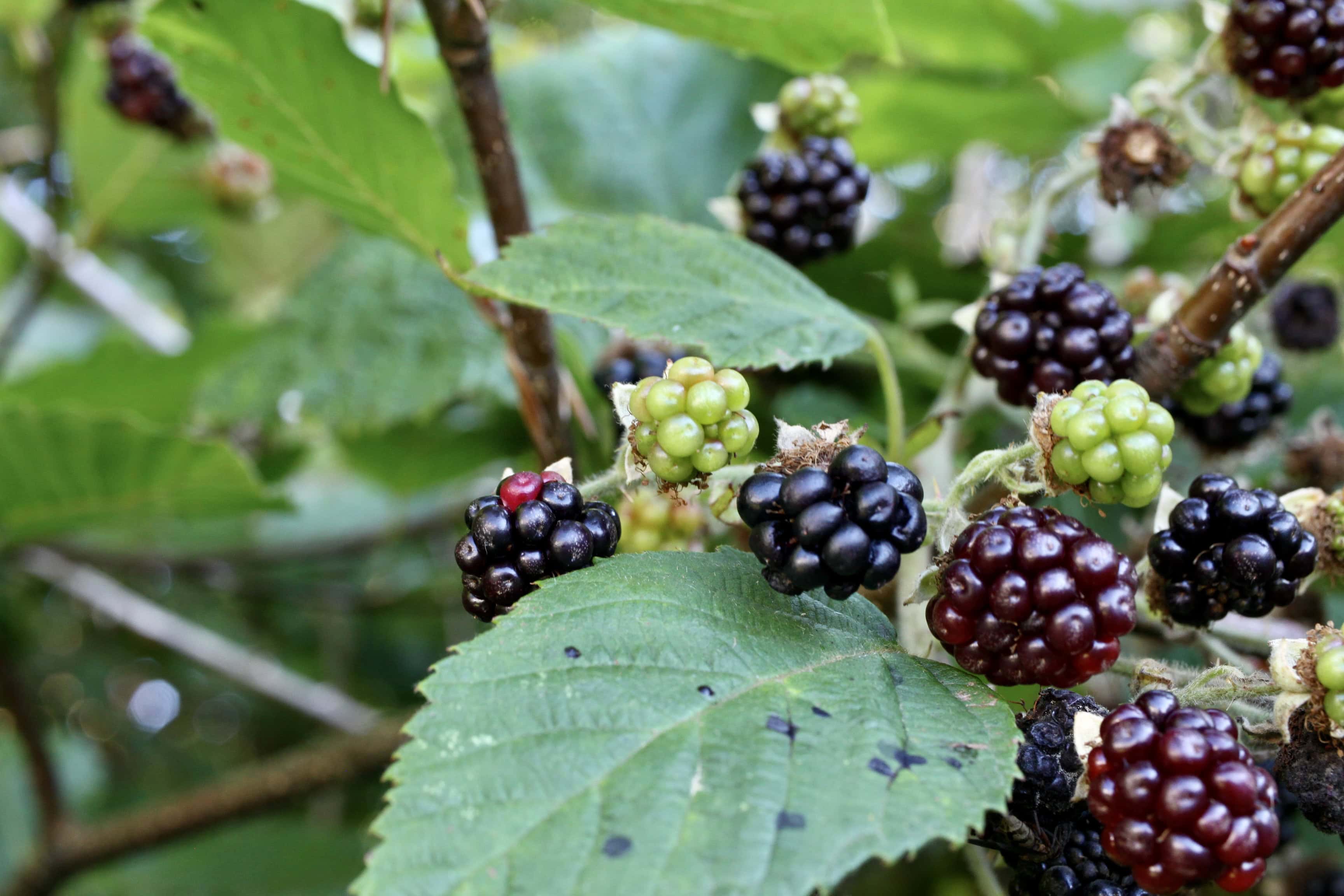 Brambles — FOTD Sep 10