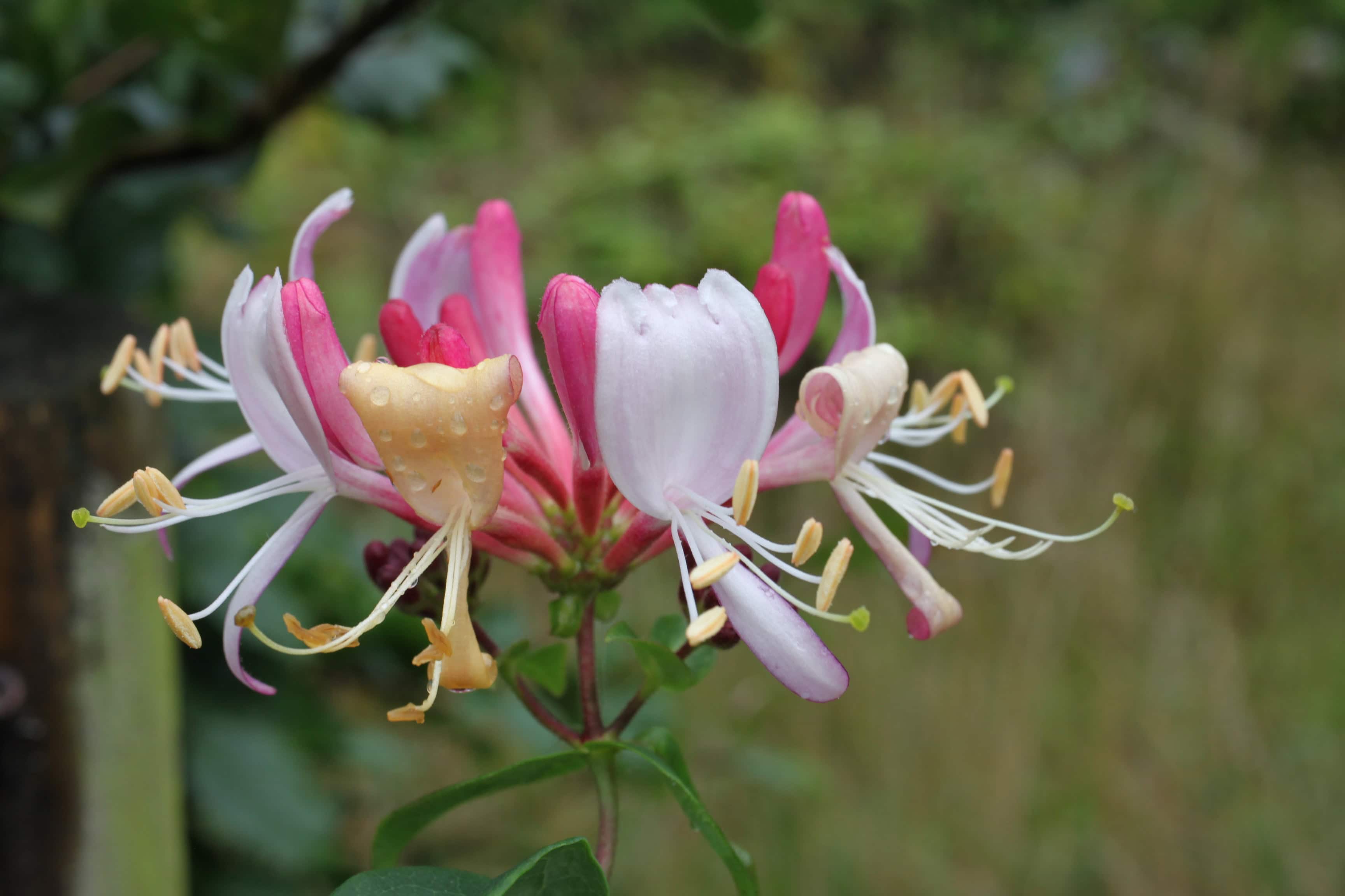 Honeysuckle — FOTD Sep 08