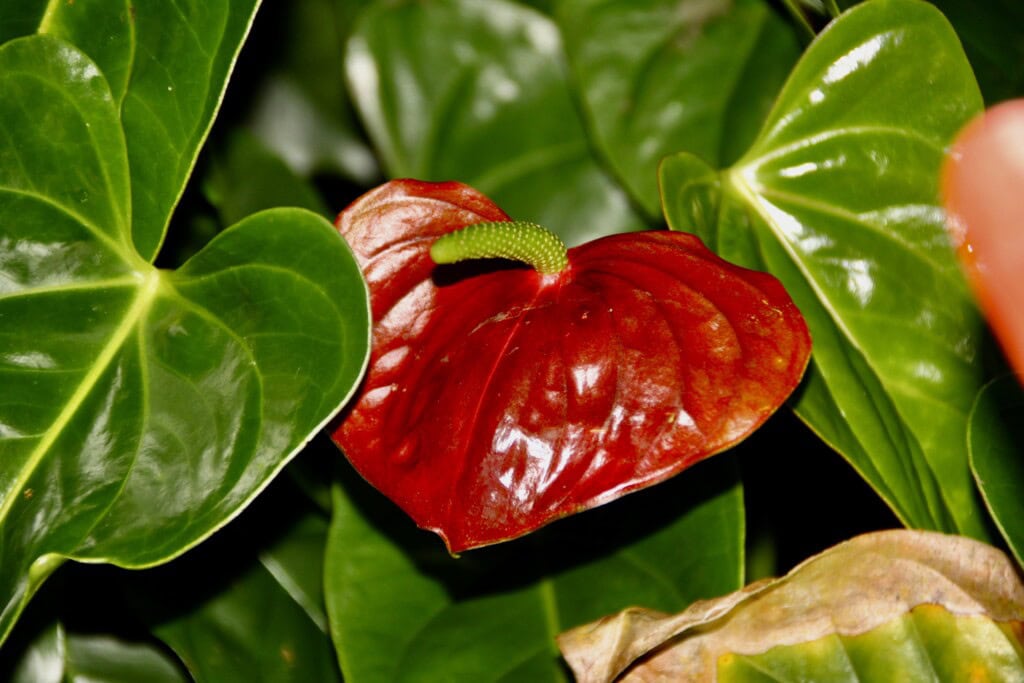 Queen Anthurium