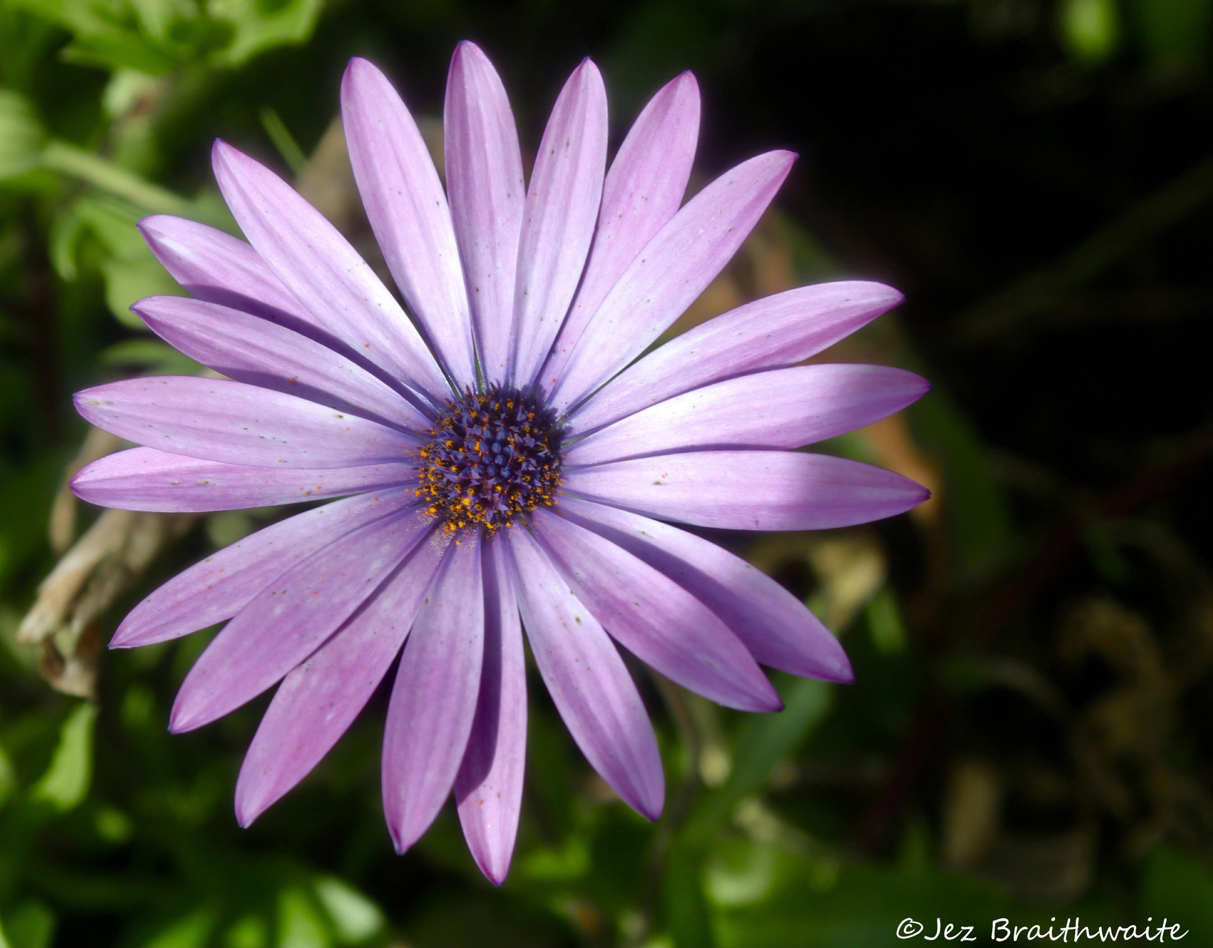 Cape Daisy — FOTD Sep 14