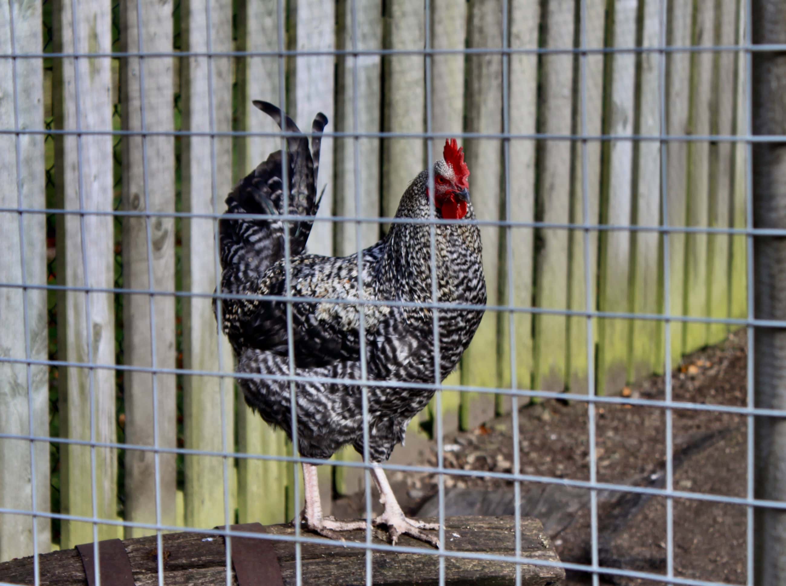 Rooster — Monday Portrait Aug 24