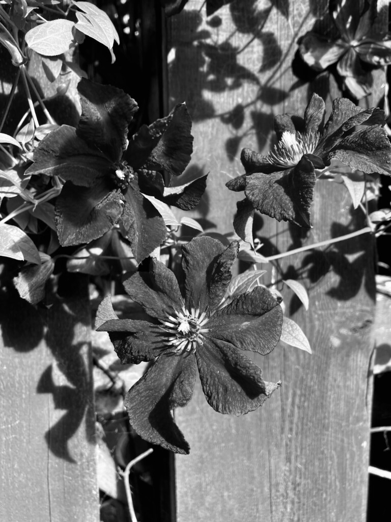 Clematis