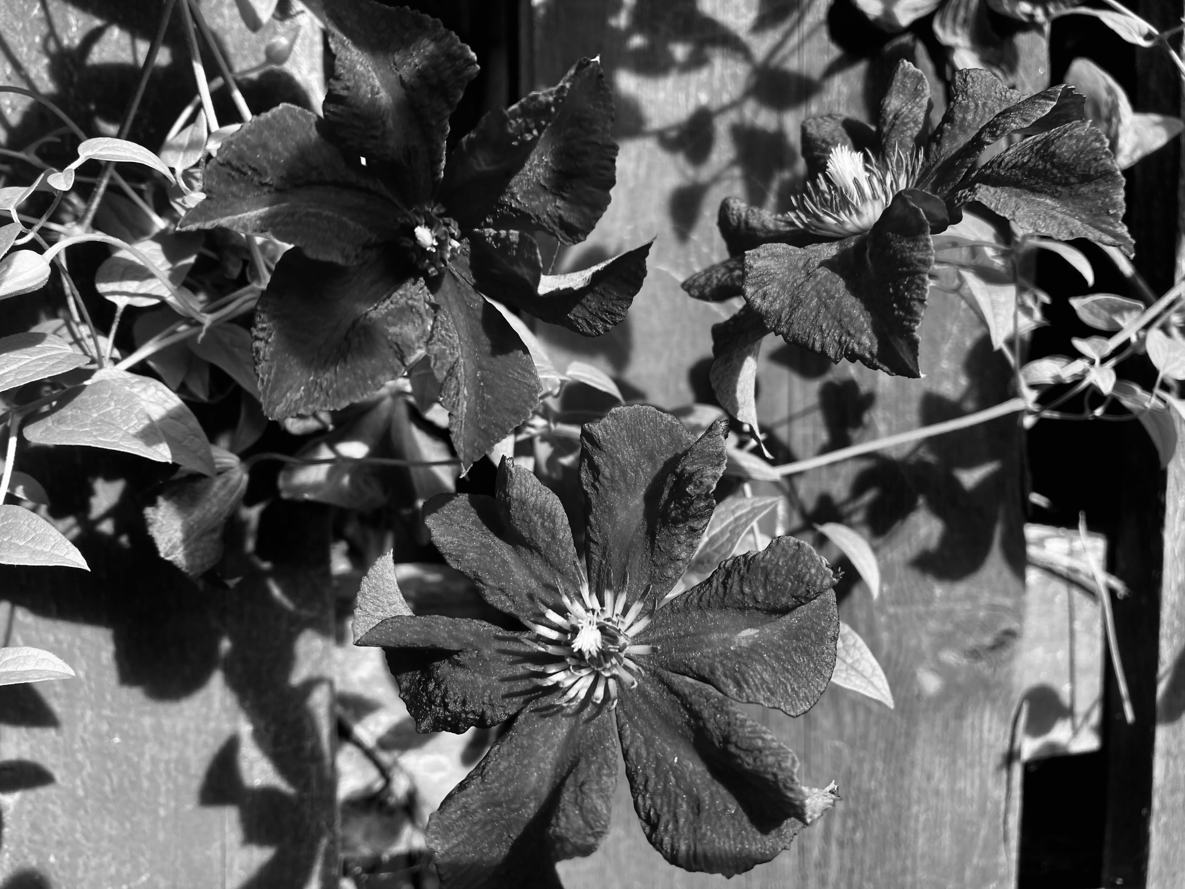Clematis — Mid-Week Monochrome #109