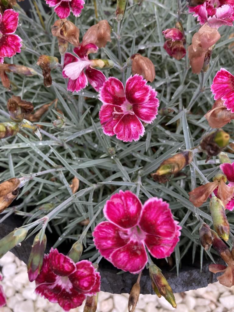 Dianthus